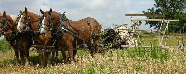 oatcutterbinder.jpg - This pic was taken just before they added the 4th horse to pull the cutter/binder.